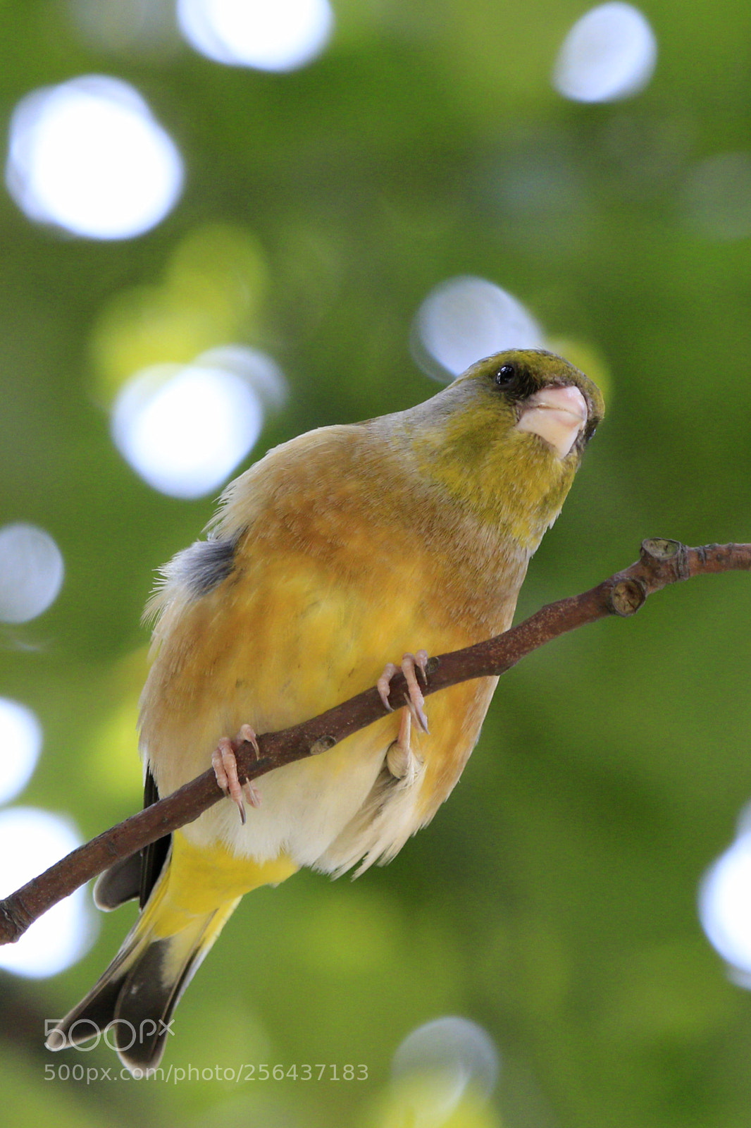 Canon EOS 70D sample photo. 金翅雀——窥视 photography