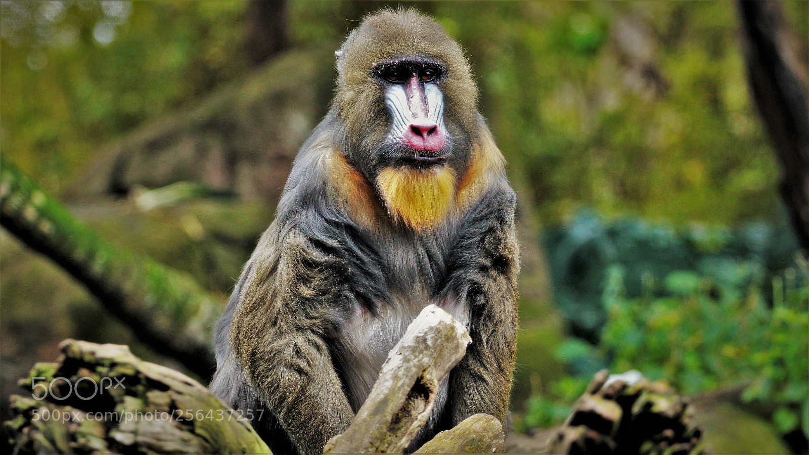 Canon EOS 600D (Rebel EOS T3i / EOS Kiss X5) sample photo. Mandrill photography