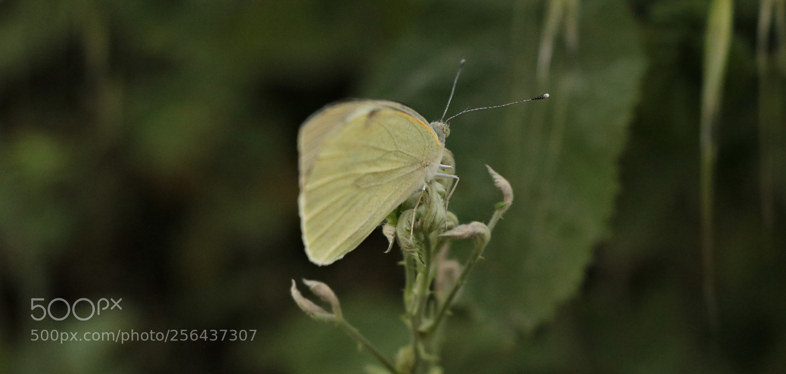 Canon EOS 80D sample photo. Butterfly / kelebek photography