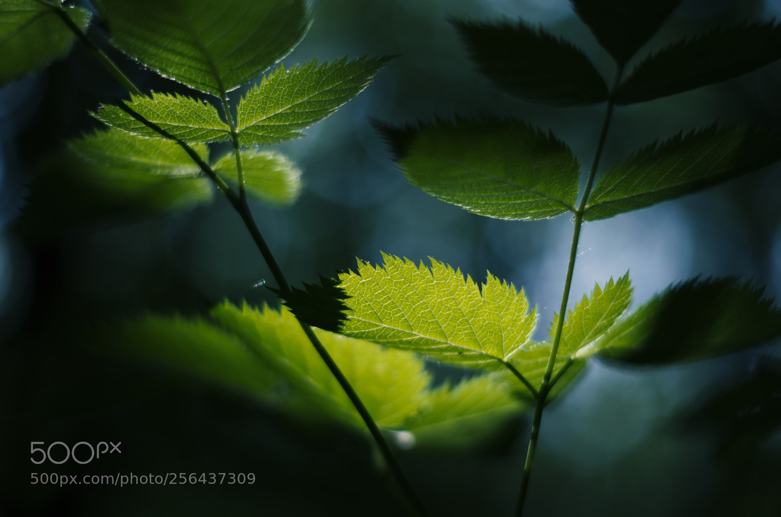 Pentax K-5 II sample photo. Raspberry bush (malina) photography