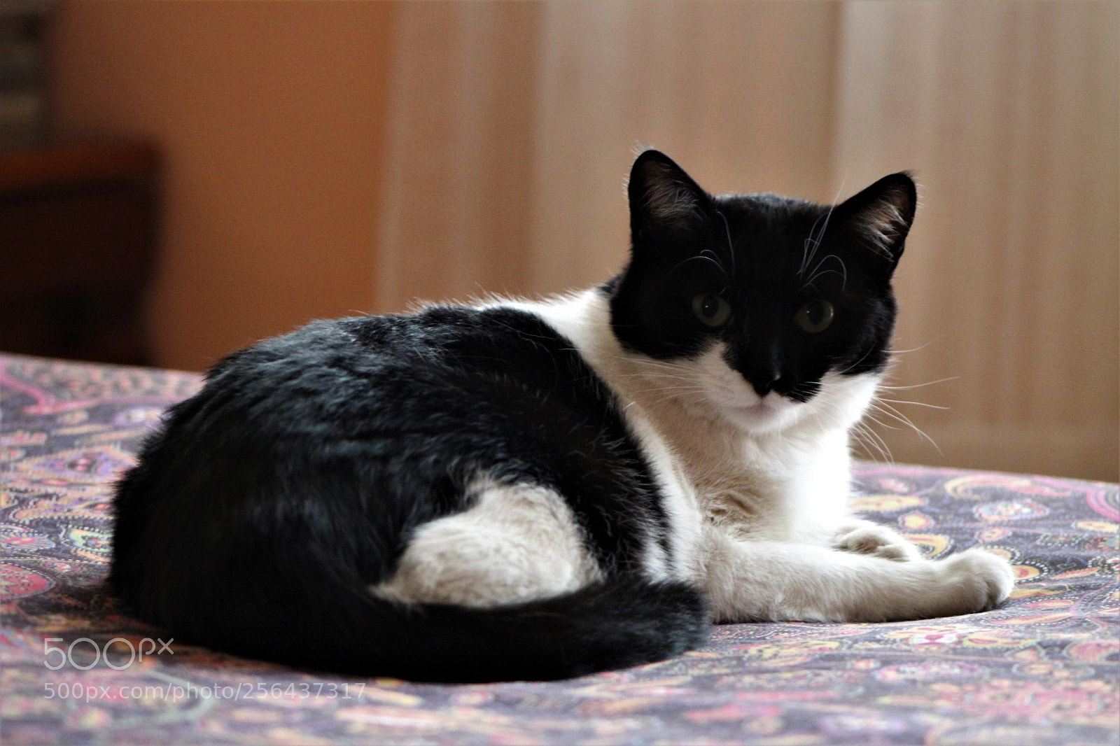 Canon EOS 1300D (EOS Rebel T6 / EOS Kiss X80) sample photo. My little ginevra 3 photography