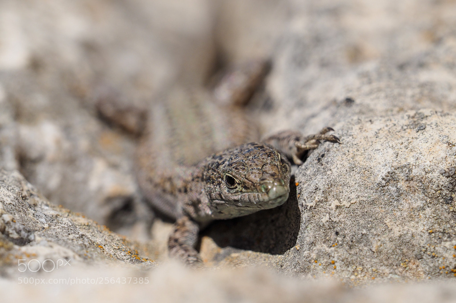 Olympus OM-D E-M1 sample photo. Reptil photography