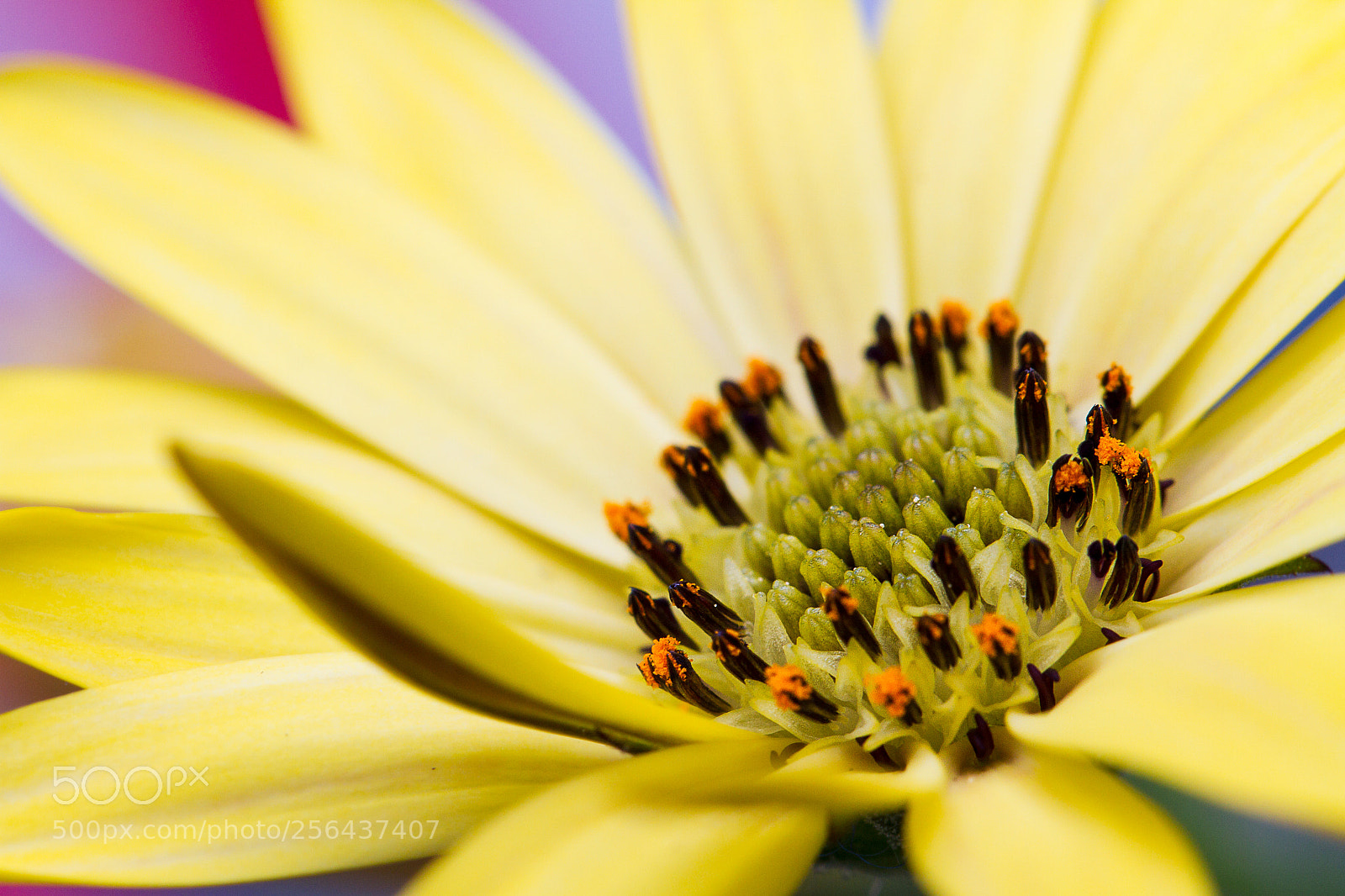 Canon EOS 7D sample photo. Untitled xx photography