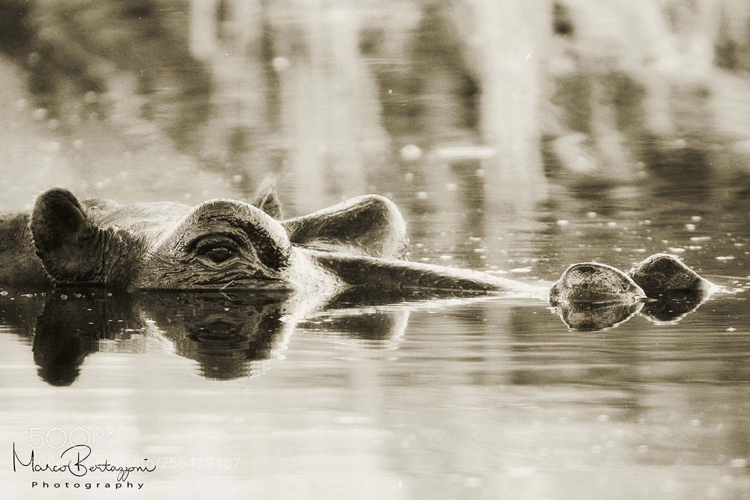 Nikon D810 sample photo. Hippo photography