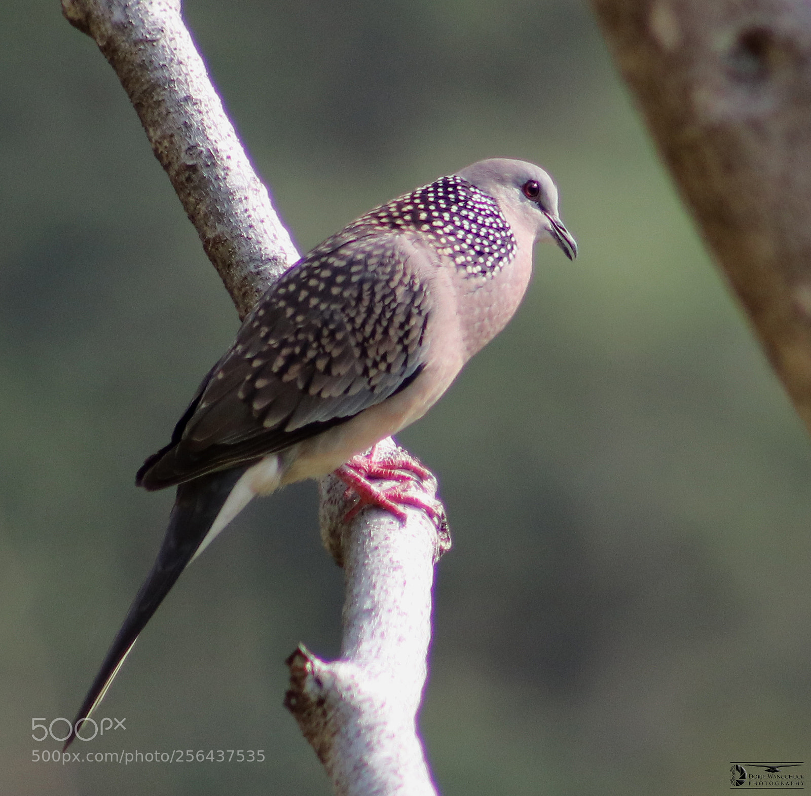 Canon EOS 80D sample photo. ग्हुर-ग्हुर, दुङ-ग्हुर-ग्हुर photography