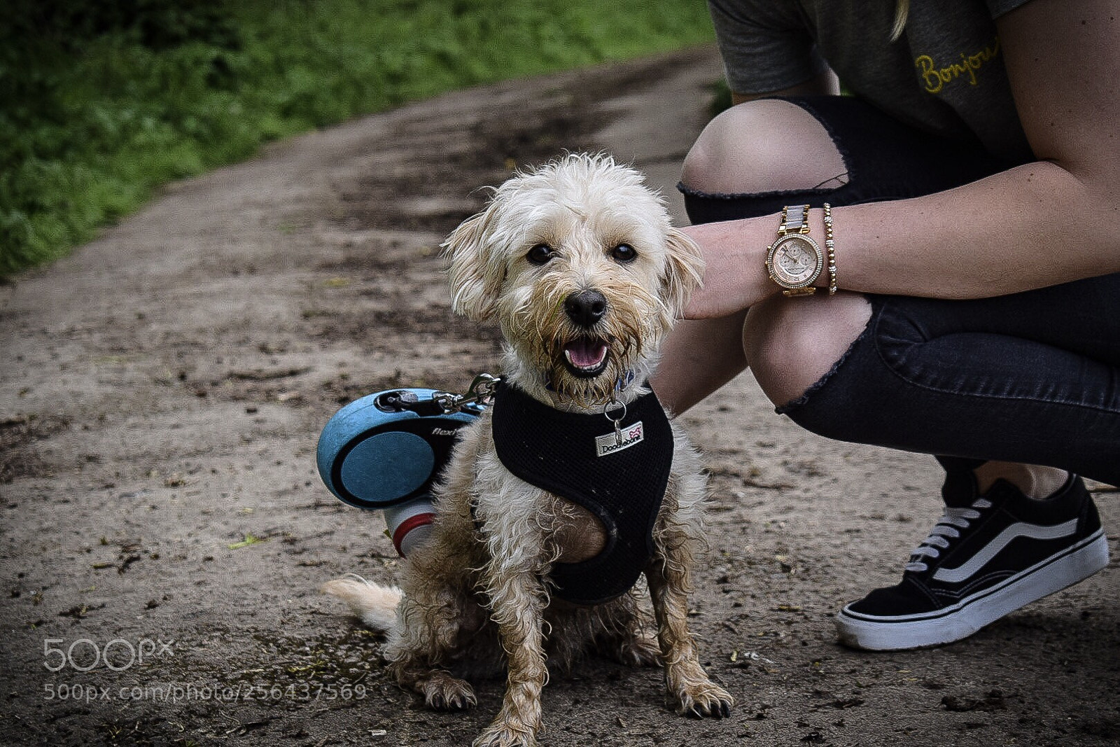 Nikon D5300 sample photo. Bertie the jackapoo puppy  photography