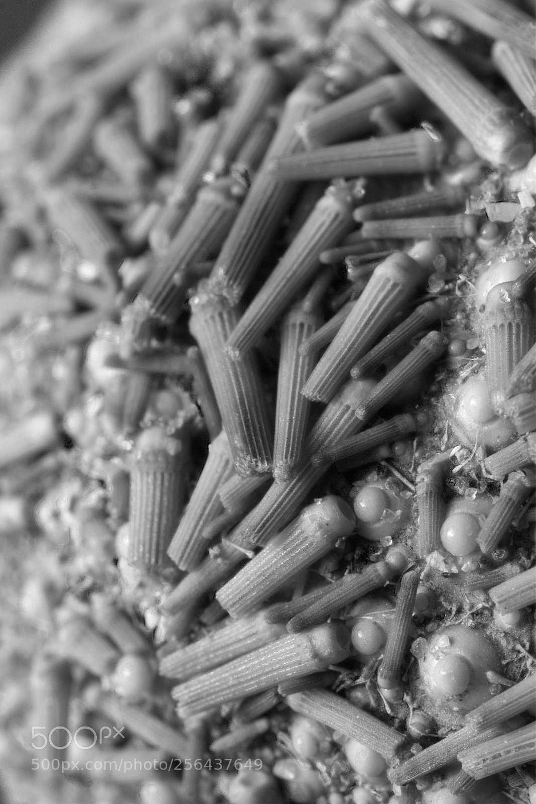 Canon EOS 70D sample photo. Urchin legs photography
