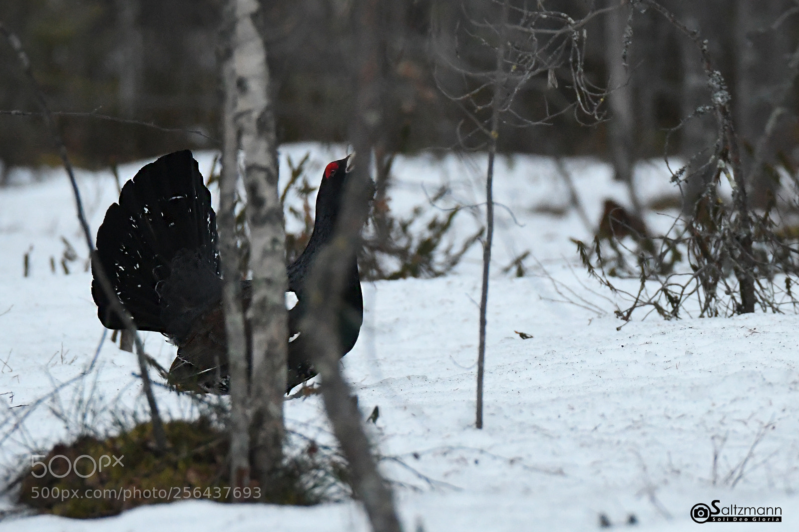 Nikon D7100 sample photo. Le grand t tras photography