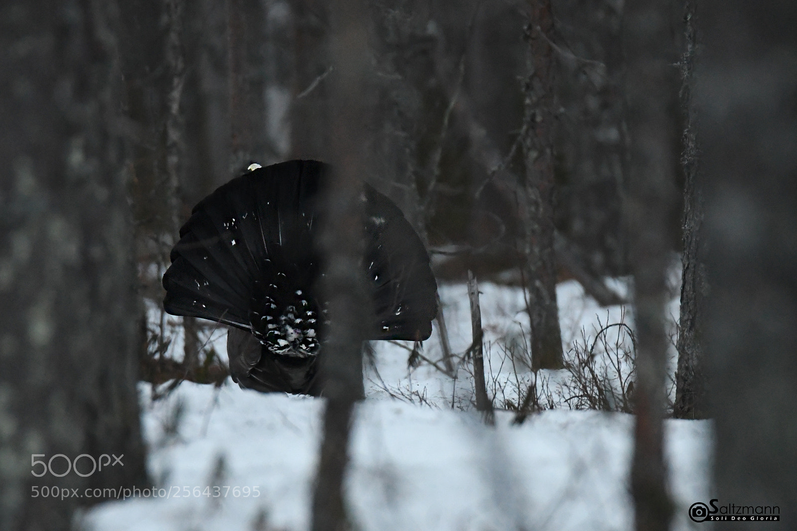 Nikon D7100 sample photo. Le grand t tras photography
