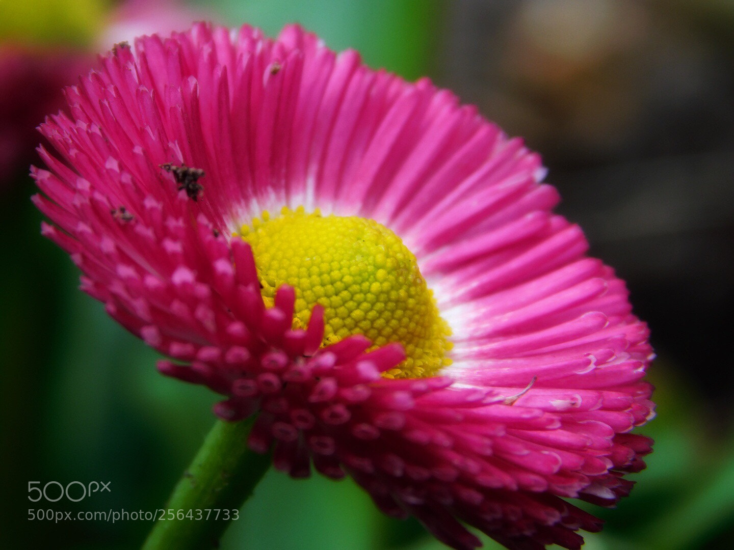 Nikon Coolpix B500 sample photo. Perfectly pink photography