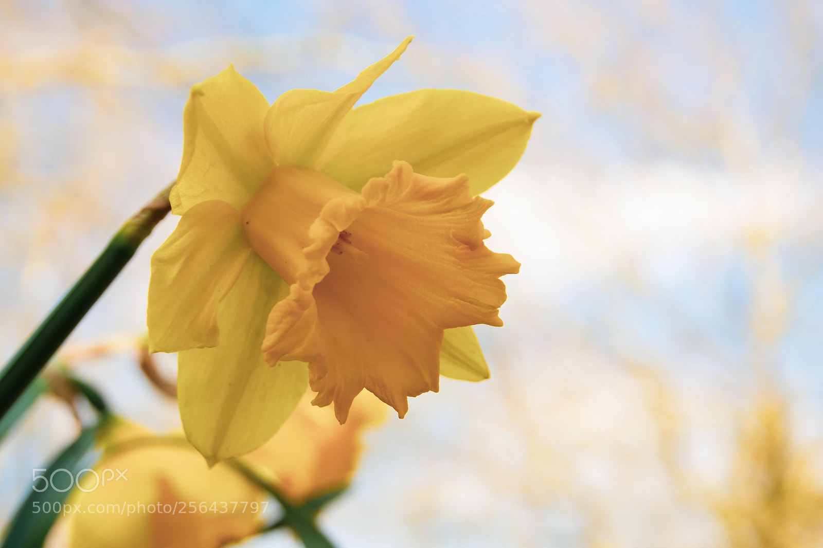 Olympus PEN E-PL5 sample photo. Springtime stars photography