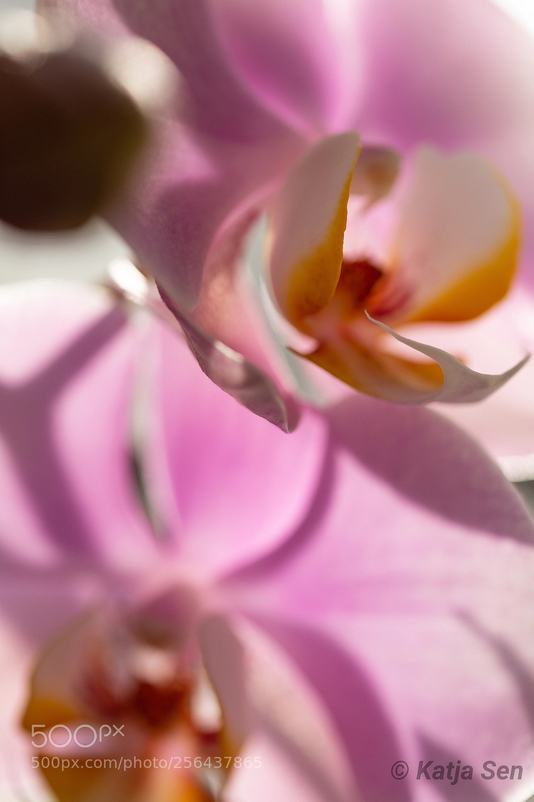 Canon EOS 6D sample photo. Double macro) photography
