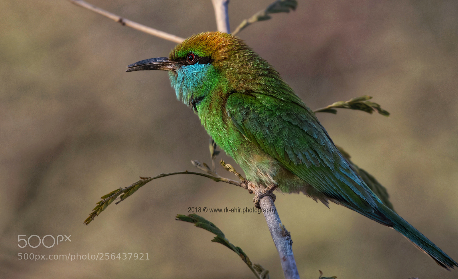 Nikon D500 sample photo. Green bee eater photography