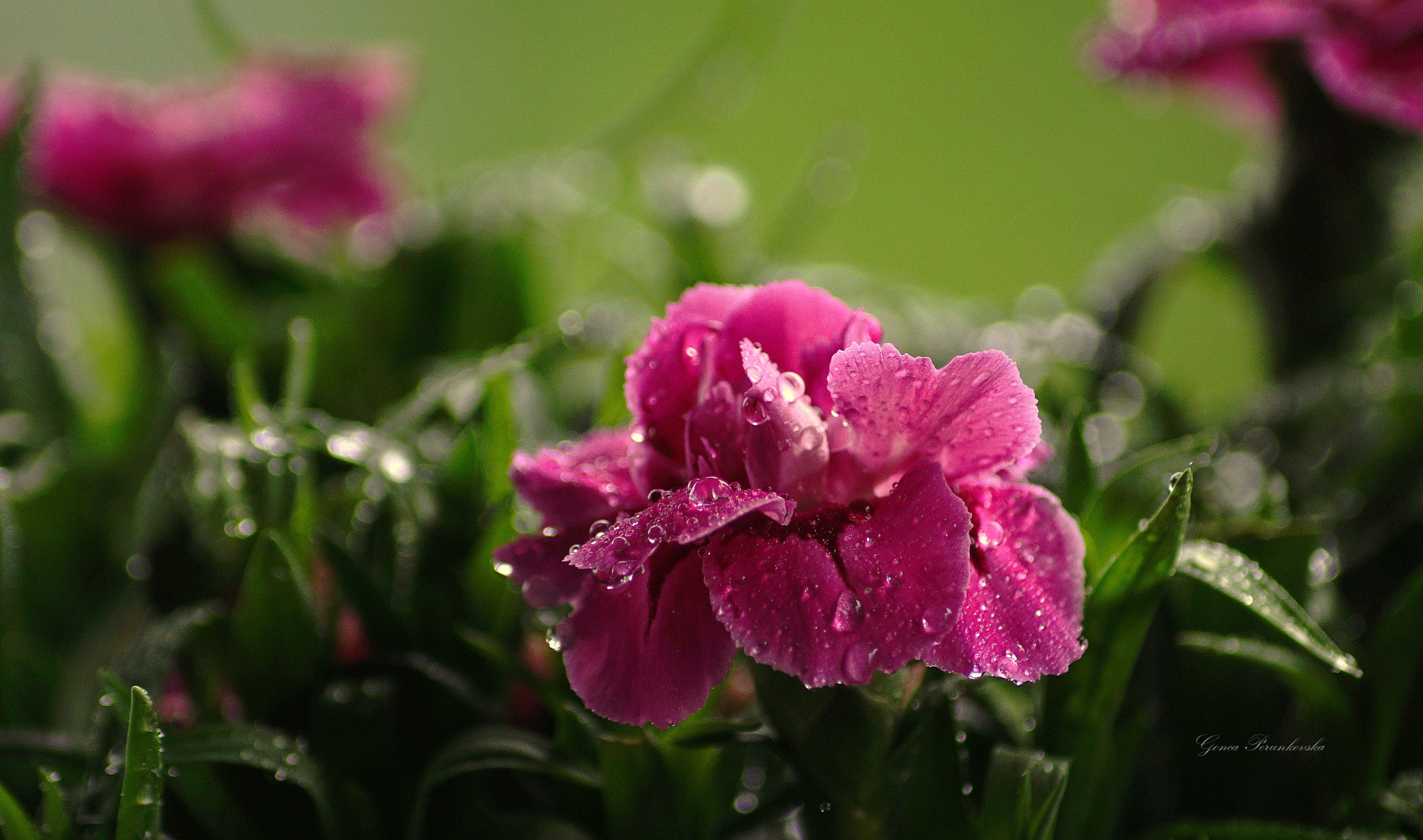 Sony DT 55-200mm F4-5.6 SAM sample photo. On a rainy day... photography