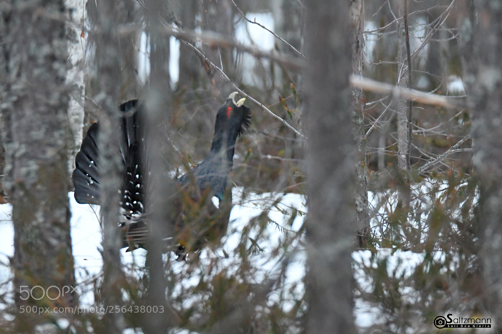 Nikon D7100 sample photo. Le grand t tras photography