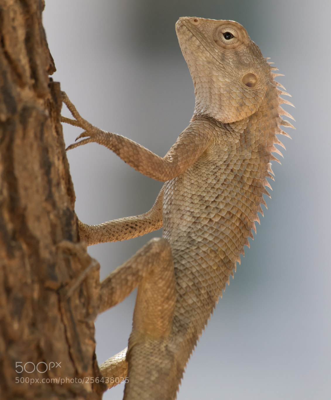 Canon EOS 750D (EOS Rebel T6i / EOS Kiss X8i) sample photo. The chameleon photography
