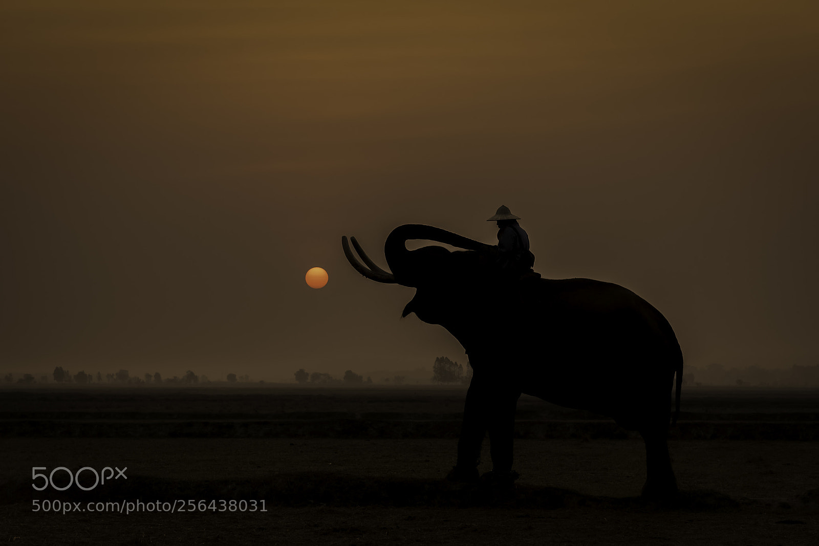 Nikon D750 sample photo. Silhouette man riding elephant photography