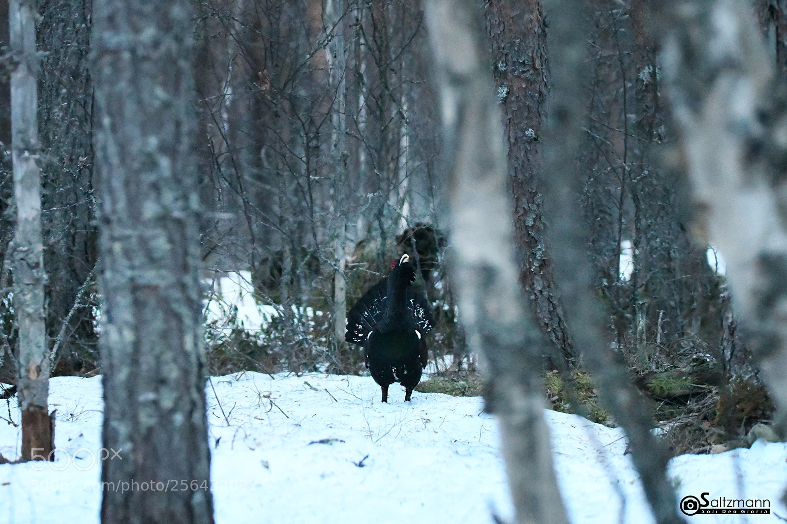 Nikon D7100 sample photo. Le grand t tras photography