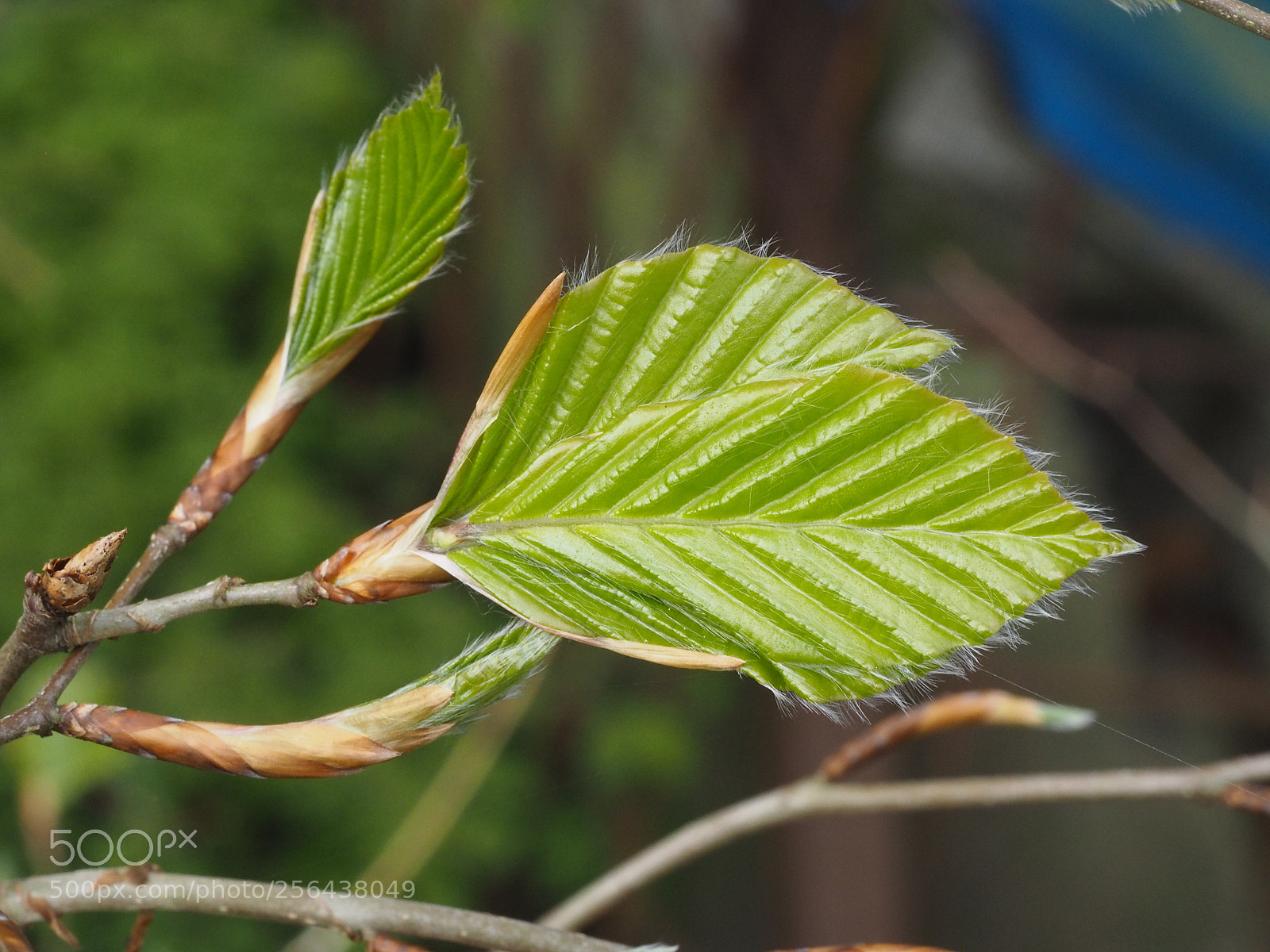 Olympus PEN E-PL7 sample photo. Unfolding ... beech leafs ... photography