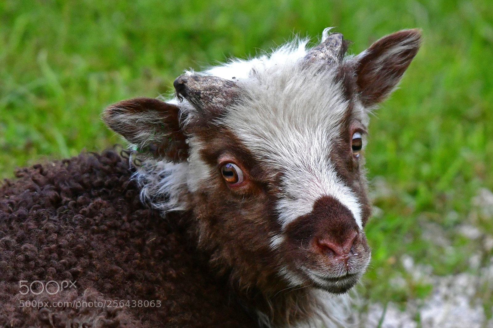 Nikon D500 sample photo. The lamb photography