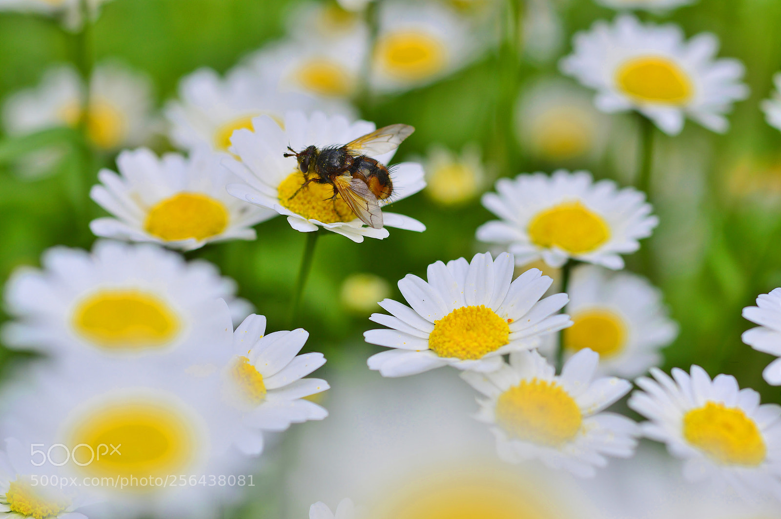 Nikon D3200 sample photo. Spring nature......lovely time photography