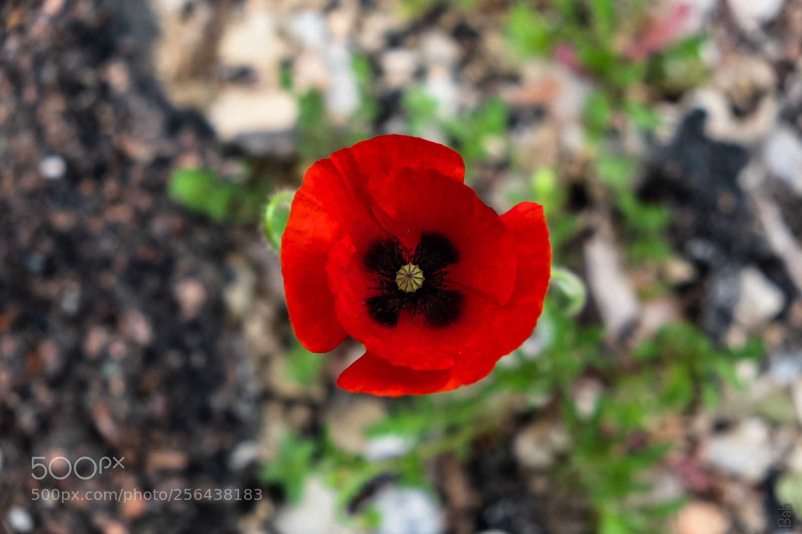 Fujifilm X-T2 sample photo. Printemps  photography