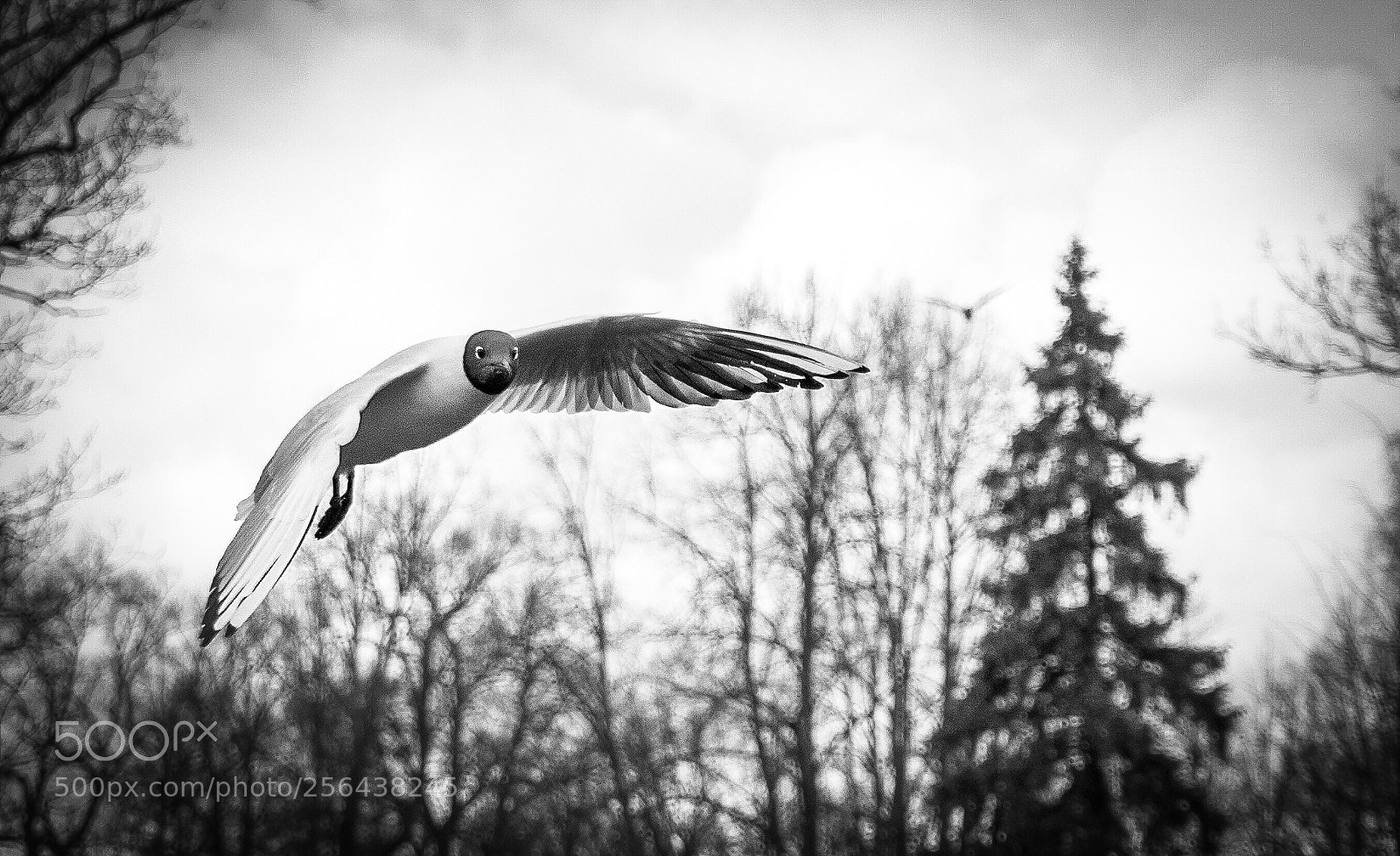 Sony a7 II sample photo. Picture to you there photography