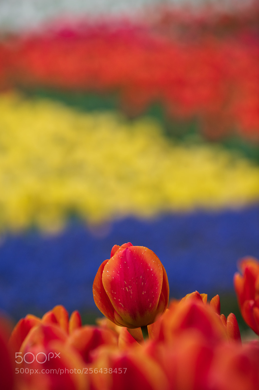 Nikon D850 sample photo. The red one photography