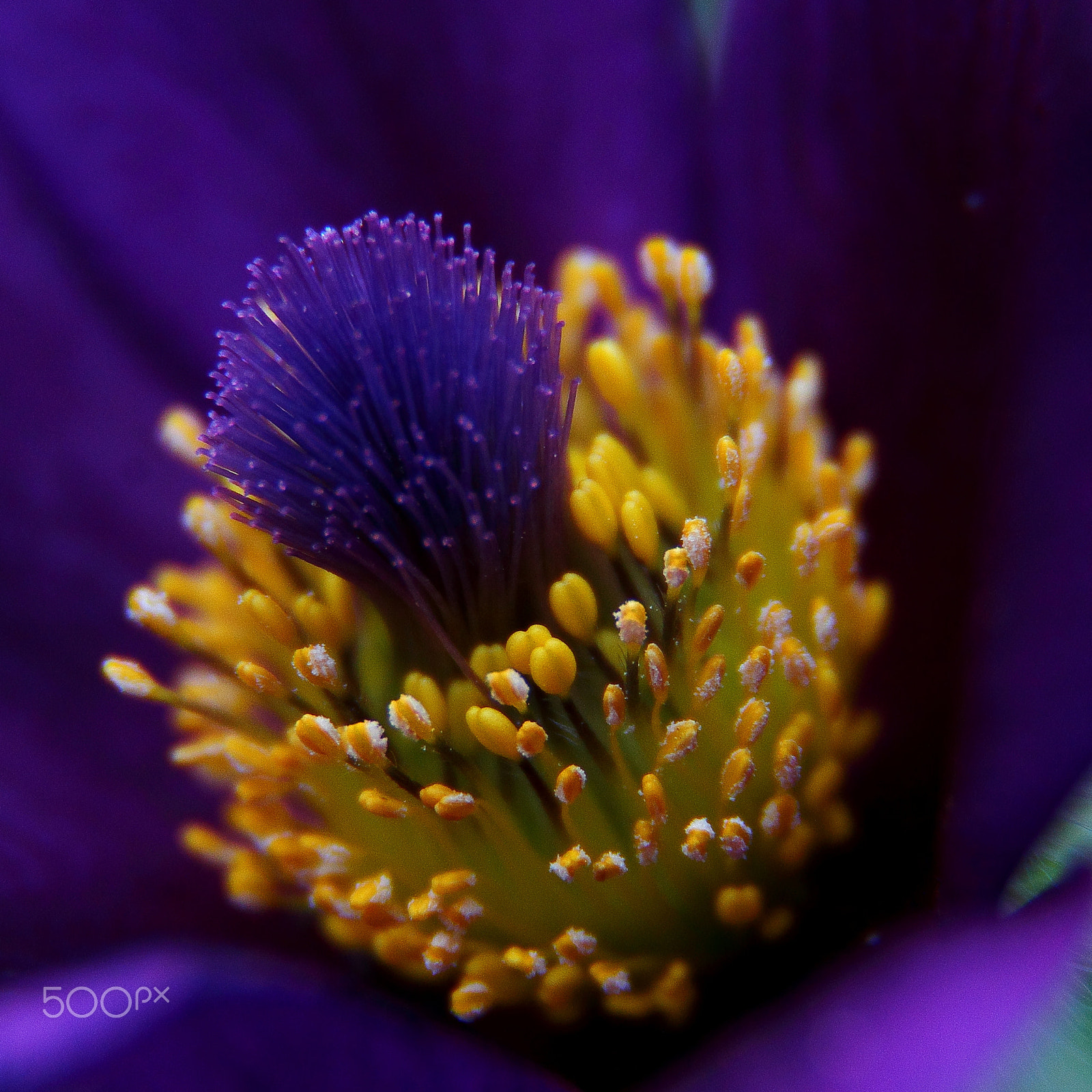 Canon EF-S 18-200mm F3.5-5.6 IS sample photo. Pulsatilla vulgaris photography