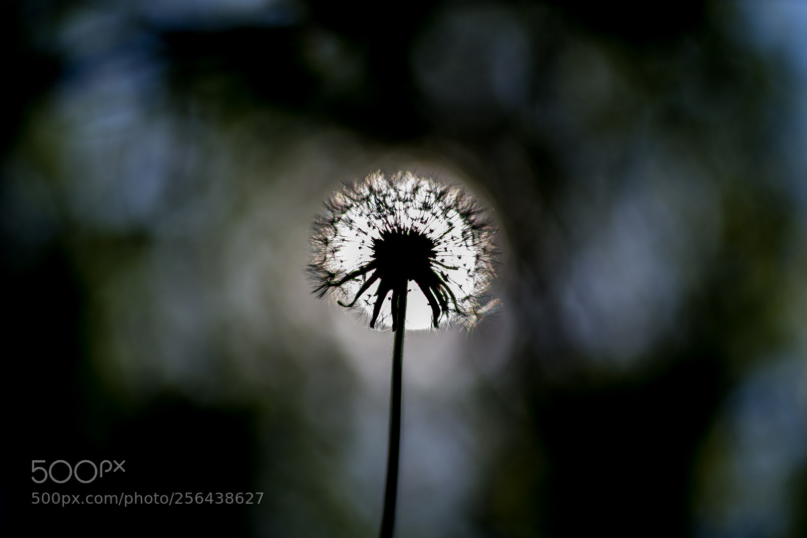 Nikon D7200 sample photo. Silhouette photography