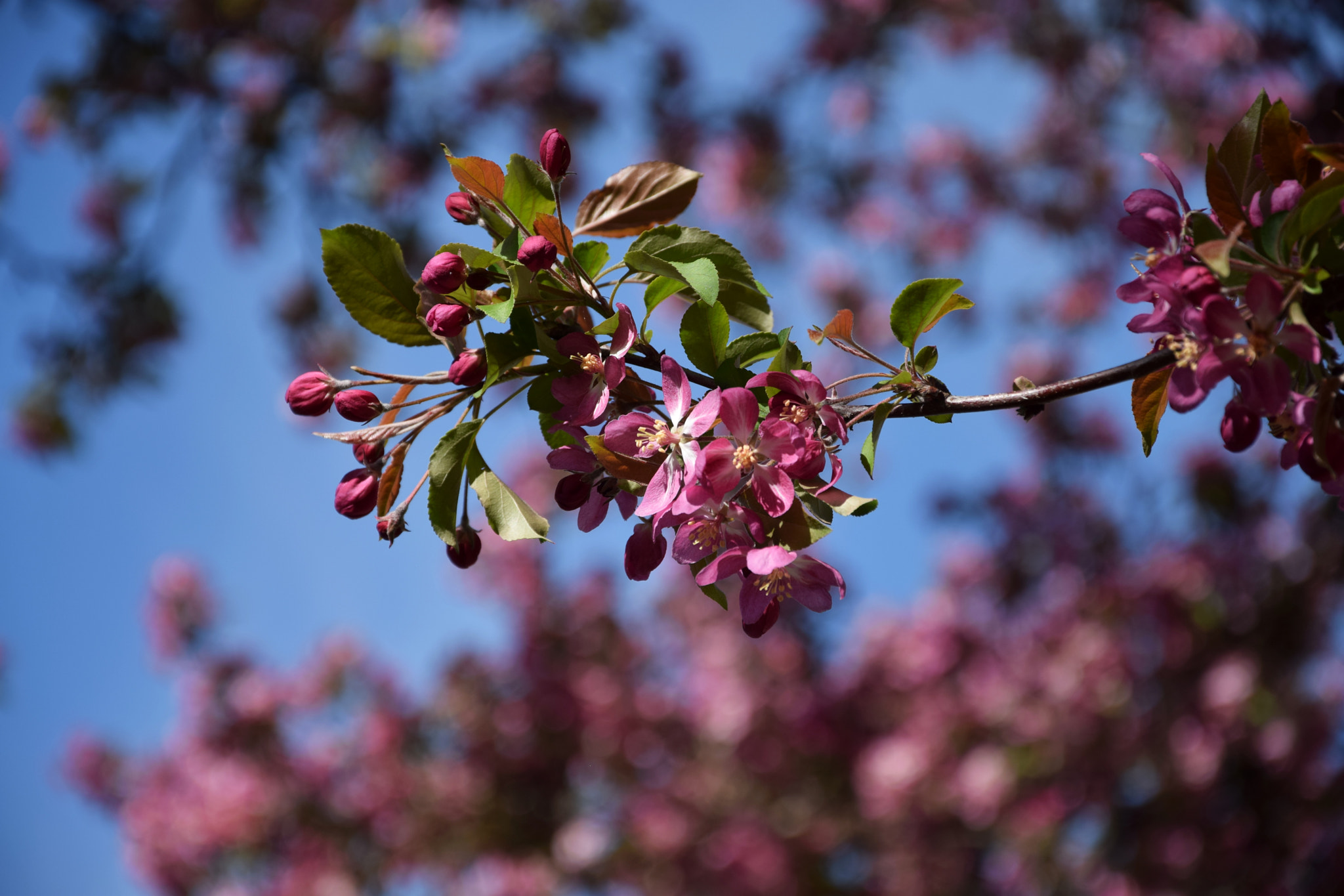 Nikon D3300 sample photo. Pink photography