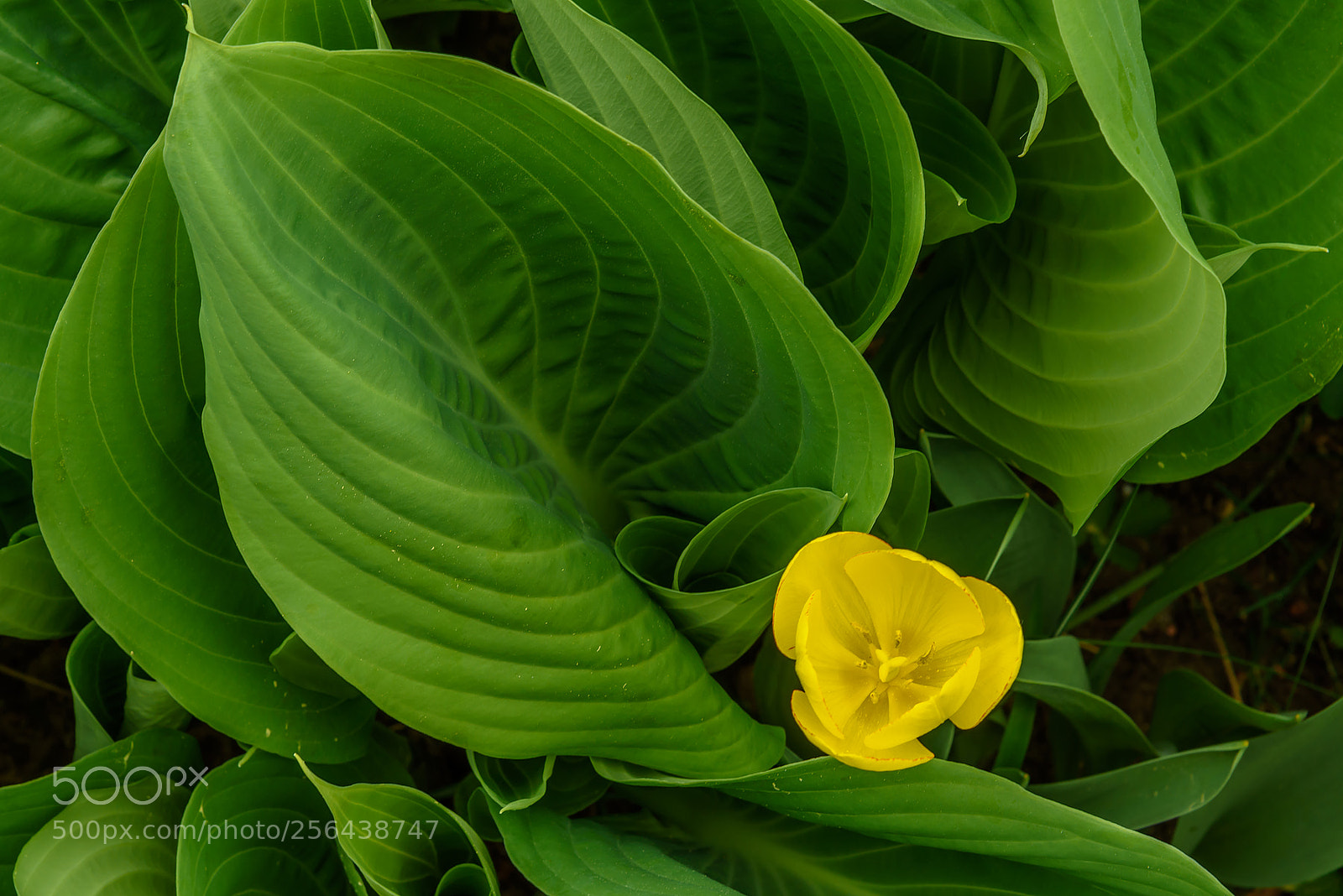 Nikon D750 sample photo. Yellow on green photography