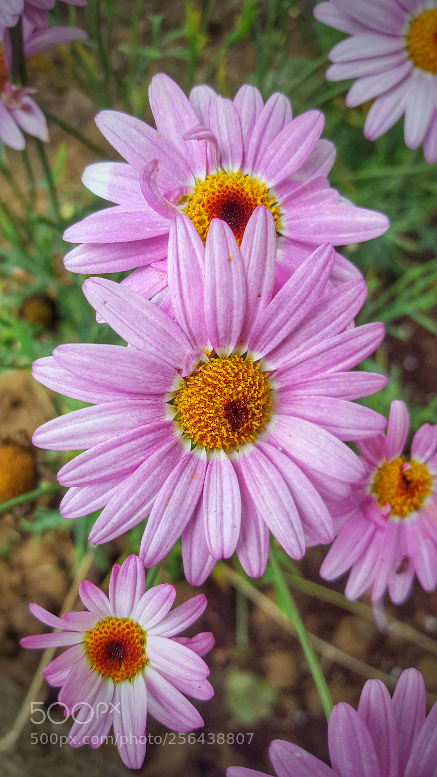 Samsung Galaxy S6 sample photo. Pink flower photography