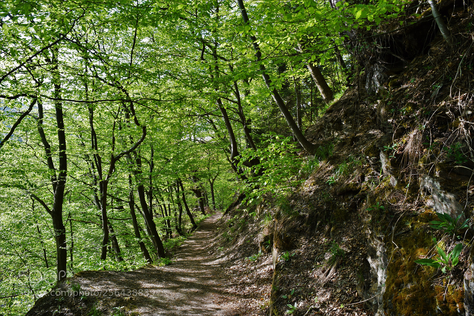 Nikon D3300 sample photo. Spring green photography