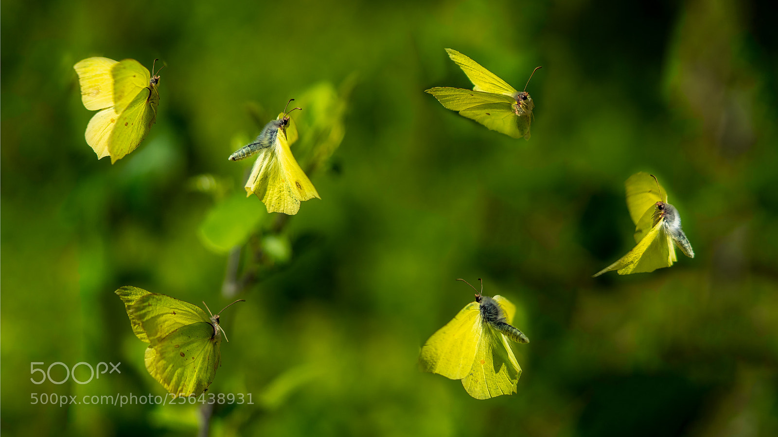 Sony a7R II sample photo. Butterfly dance photography