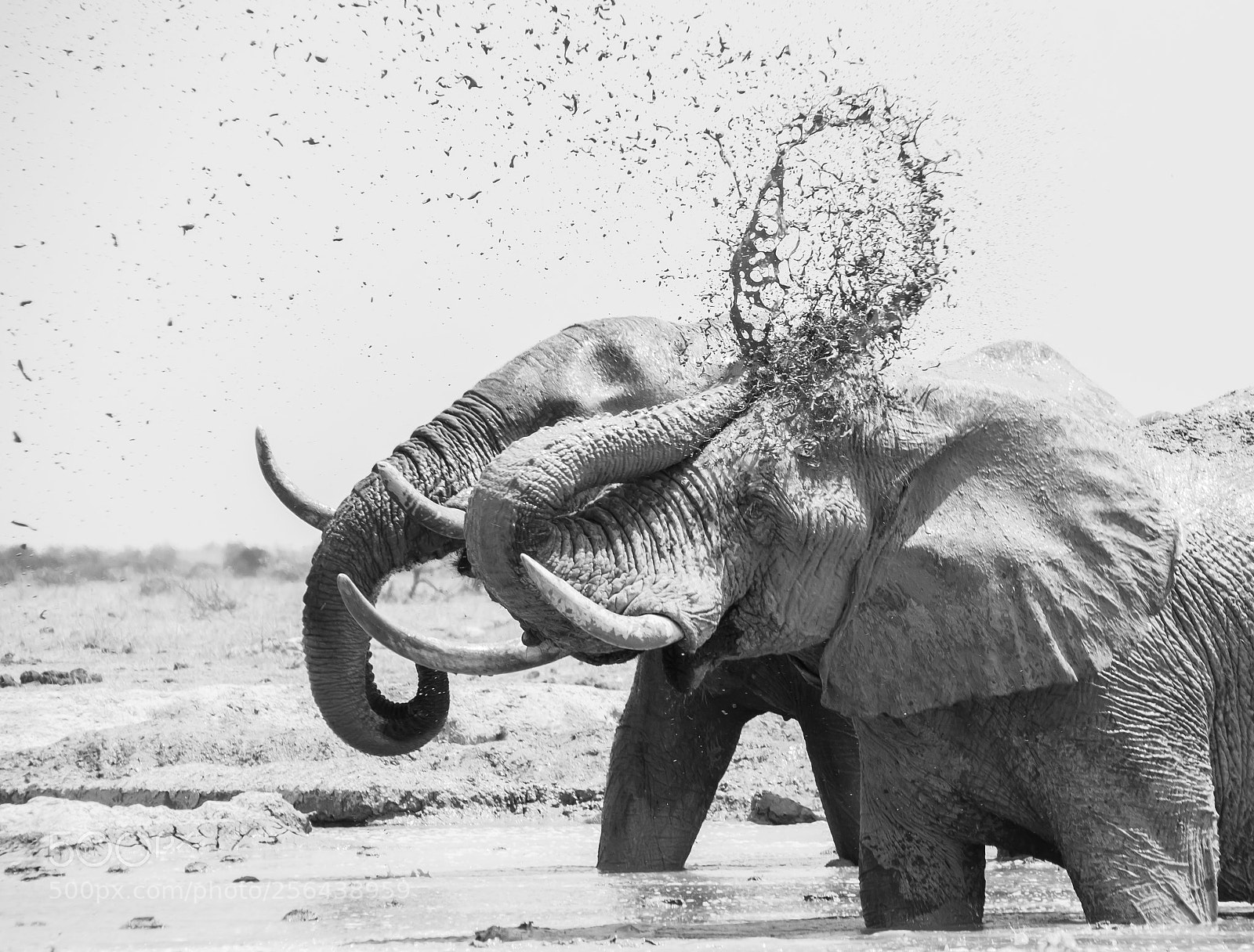 Nikon D3300 sample photo. Mudding elephant style photography