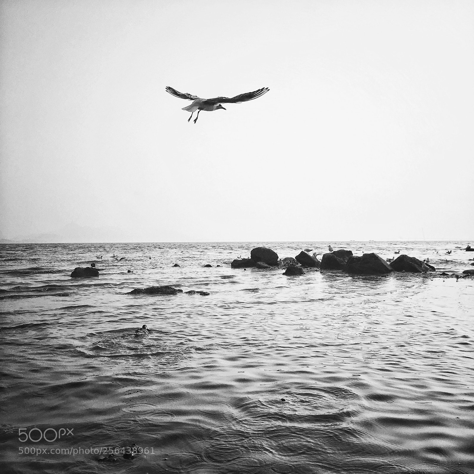 Apple iPhone 6s sample photo. Seagull photography