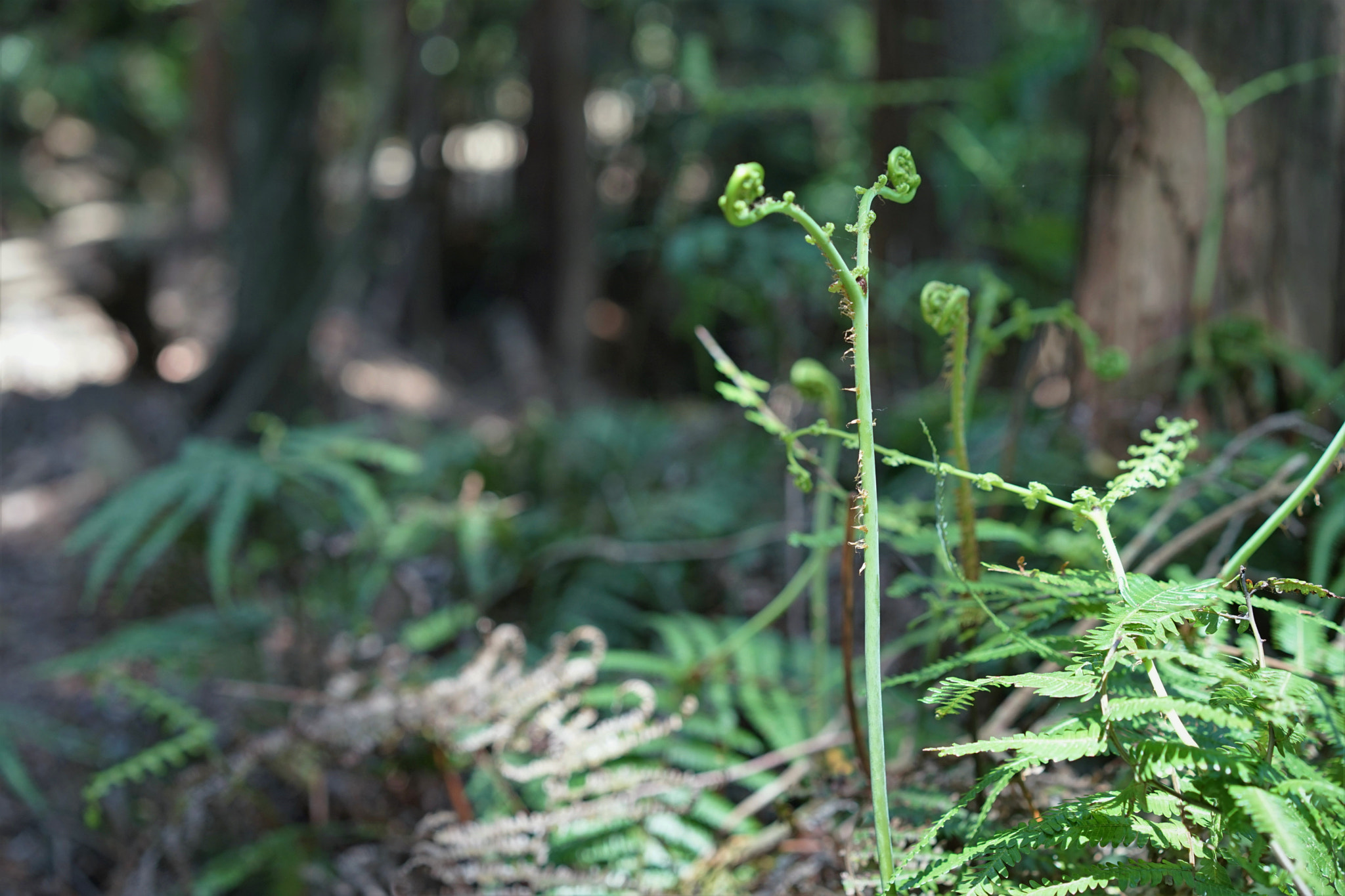 Sony a7 II + Sony Sonnar T* FE 55mm F1.8 ZA sample photo. Pteridium aquilinum photography