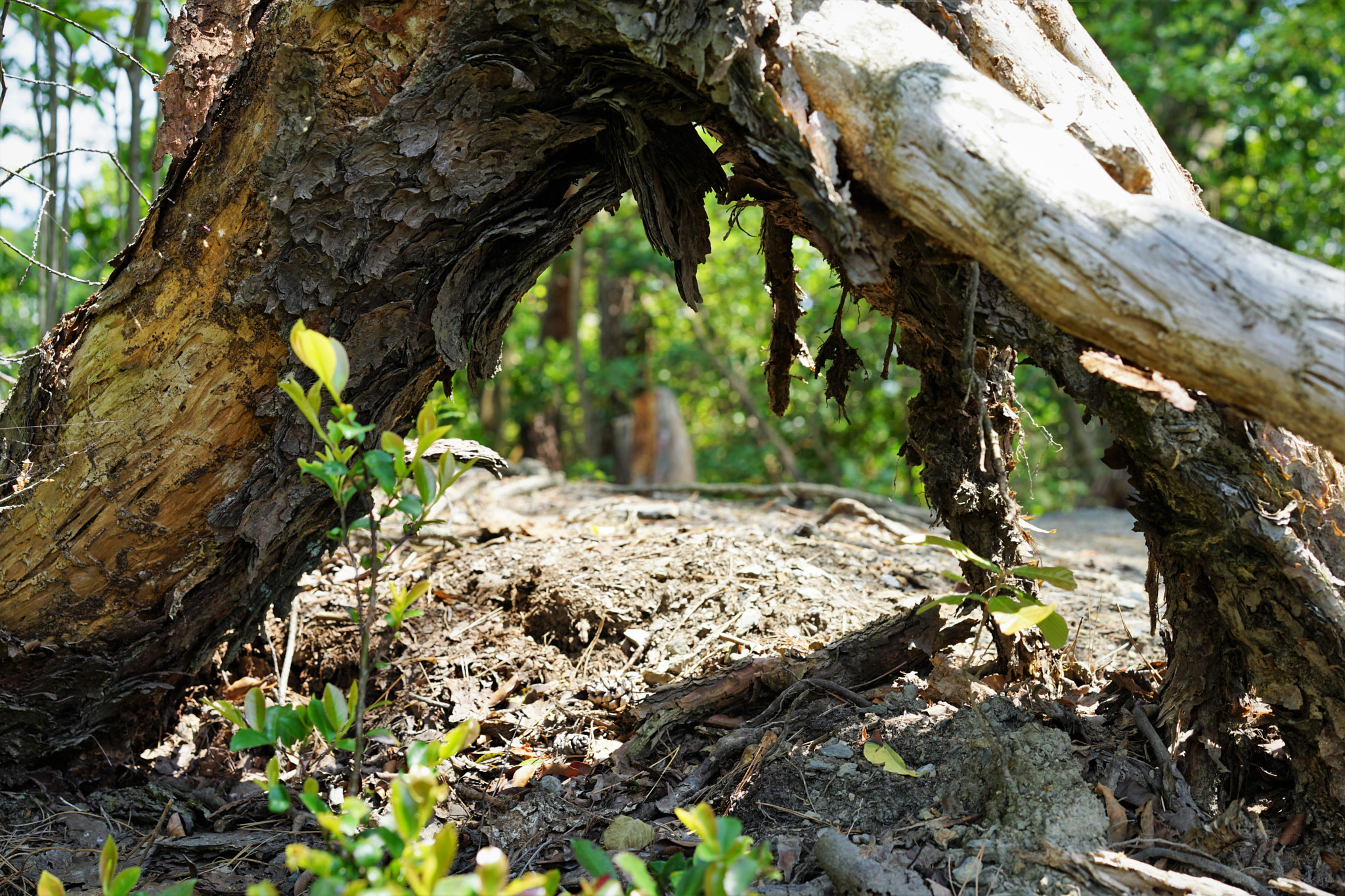 Sony a7 II + Sony Sonnar T* FE 55mm F1.8 ZA sample photo. Floating roots photography