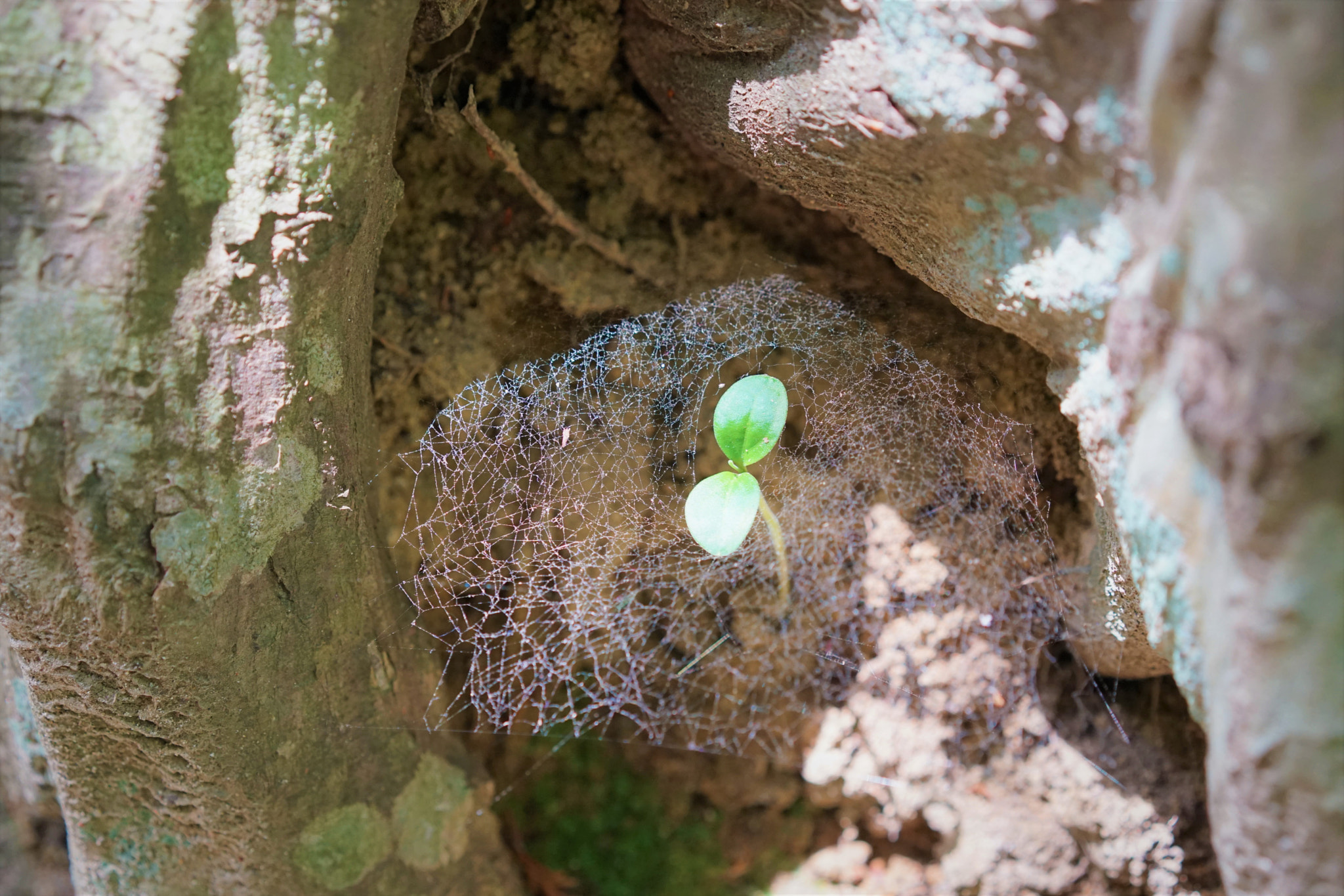 Sony a7 II + Sony Sonnar T* FE 55mm F1.8 ZA sample photo. Spider nest photography