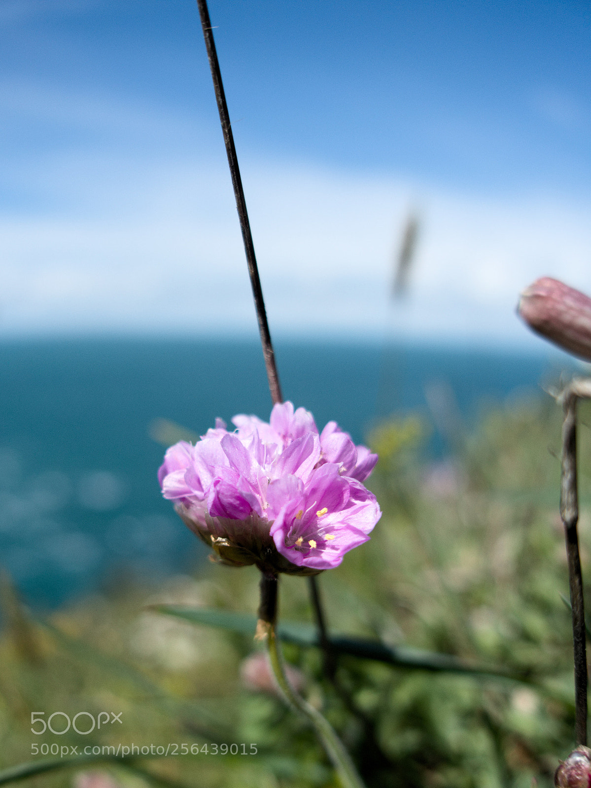 Sony Cyber-shot DSC-RX100 III sample photo. Armérie maritime photography