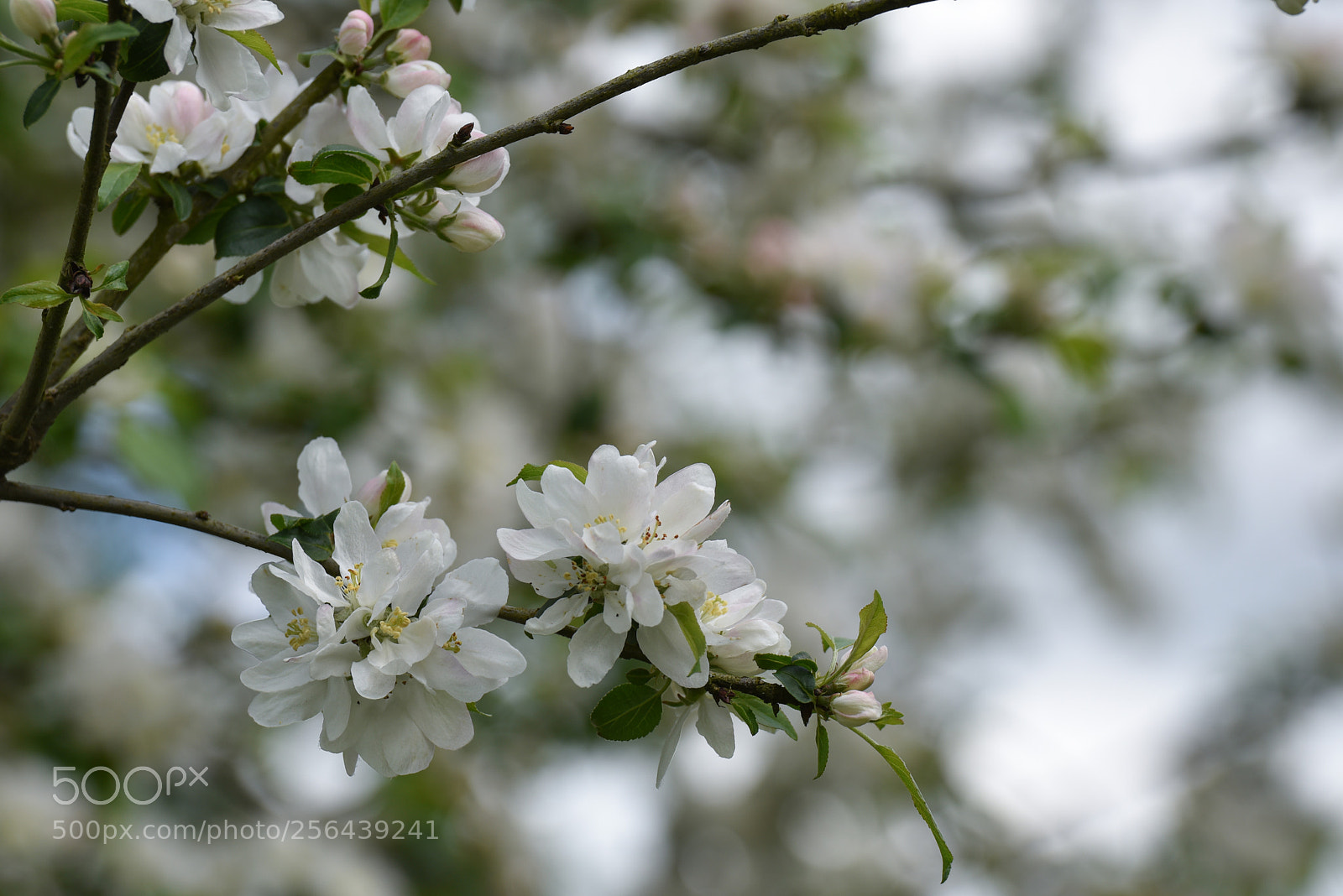 Nikon D810 sample photo. Apple bloom in spring photography