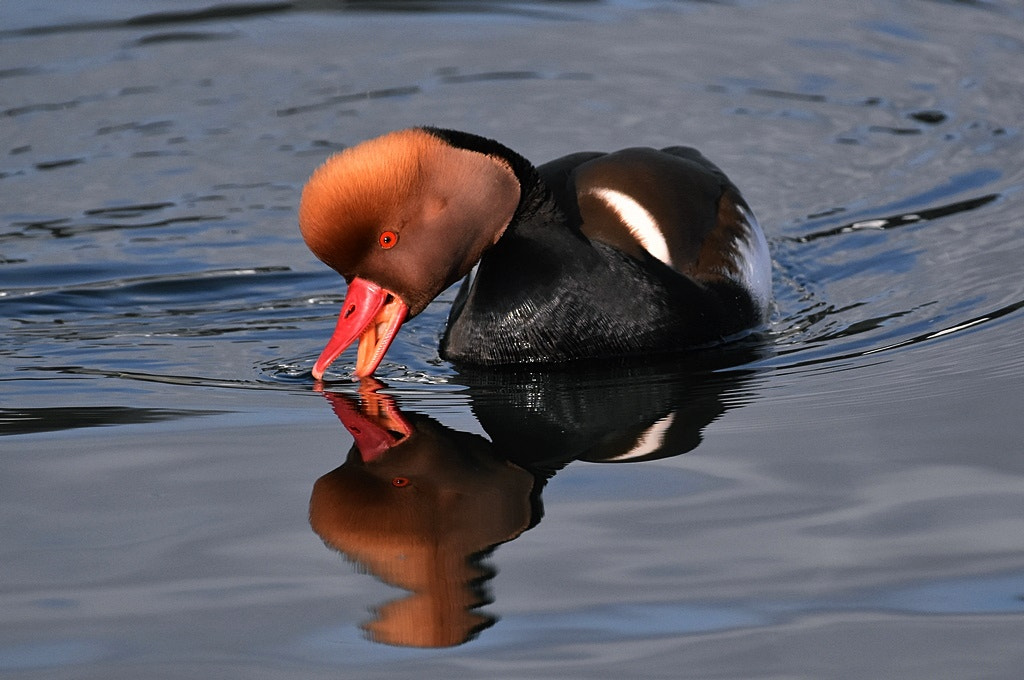 Nikon D5500 + Nikon AF-S Nikkor 200-500mm F5.6E ED VR sample photo. Nette rousse netta rufina - red-crested pochard photography