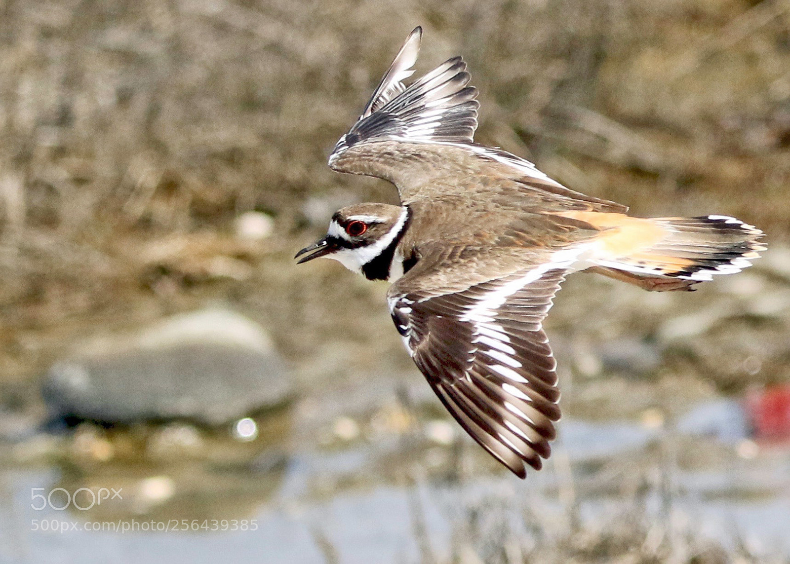 Canon EOS 7D Mark II sample photo. Killdeer in flight photography