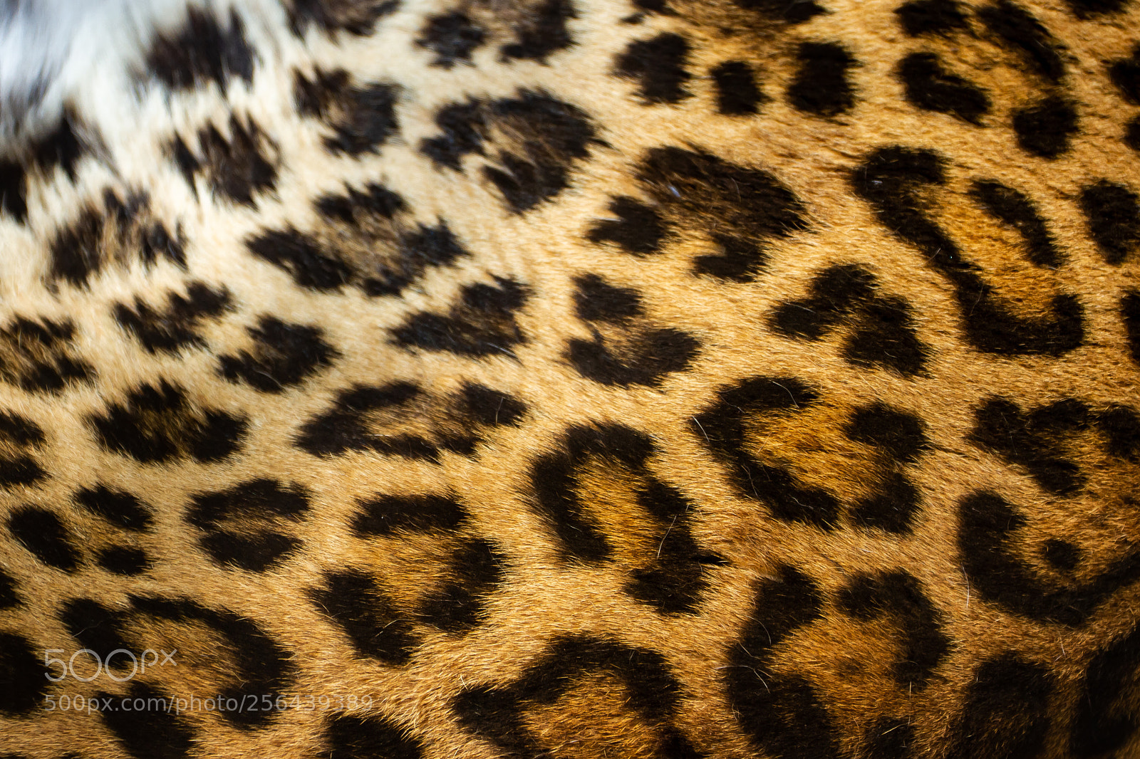 Canon EOS 7D sample photo. Leopattern photography