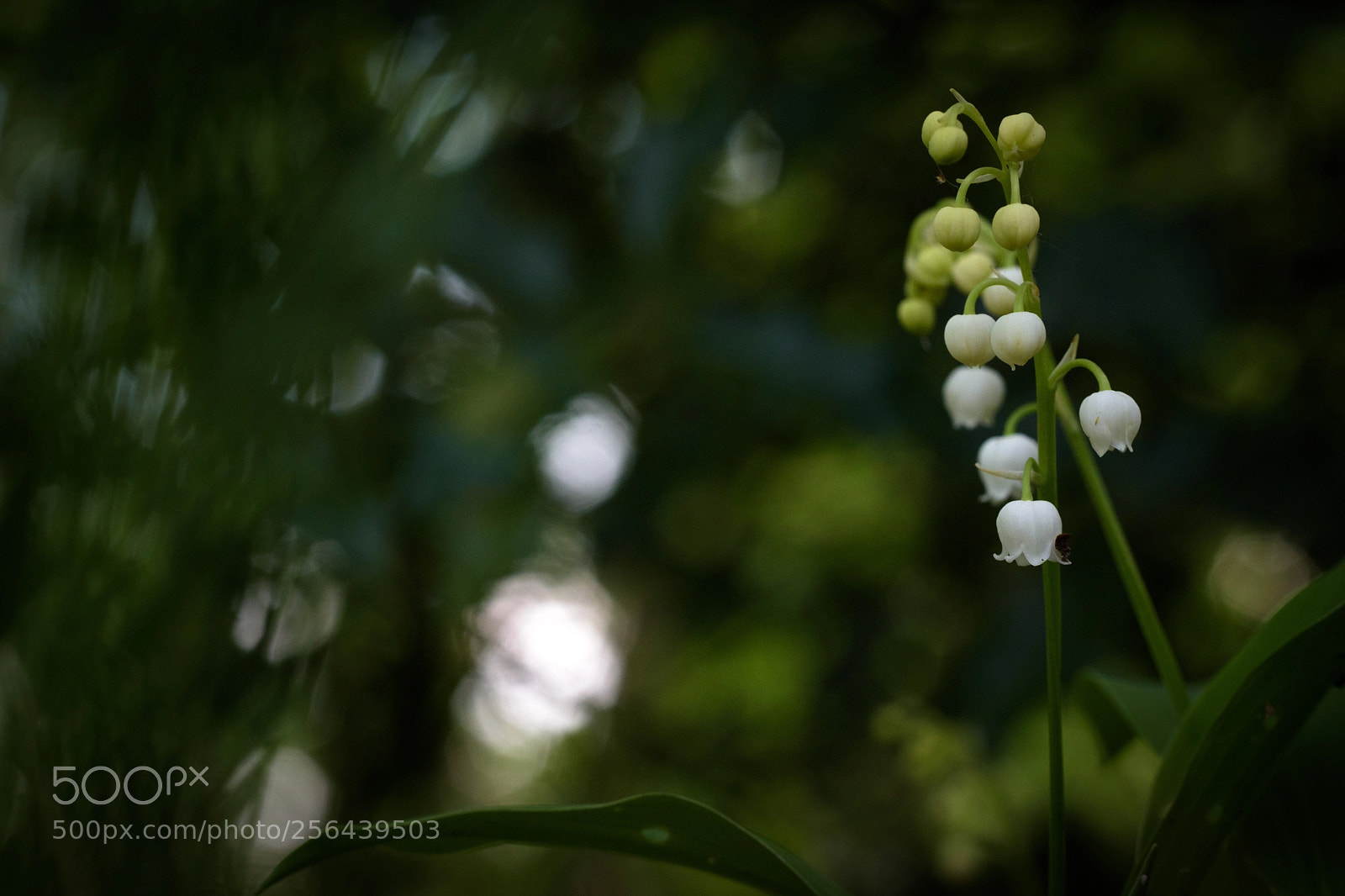 Nikon D5500 sample photo. The beautiful ones.. photography
