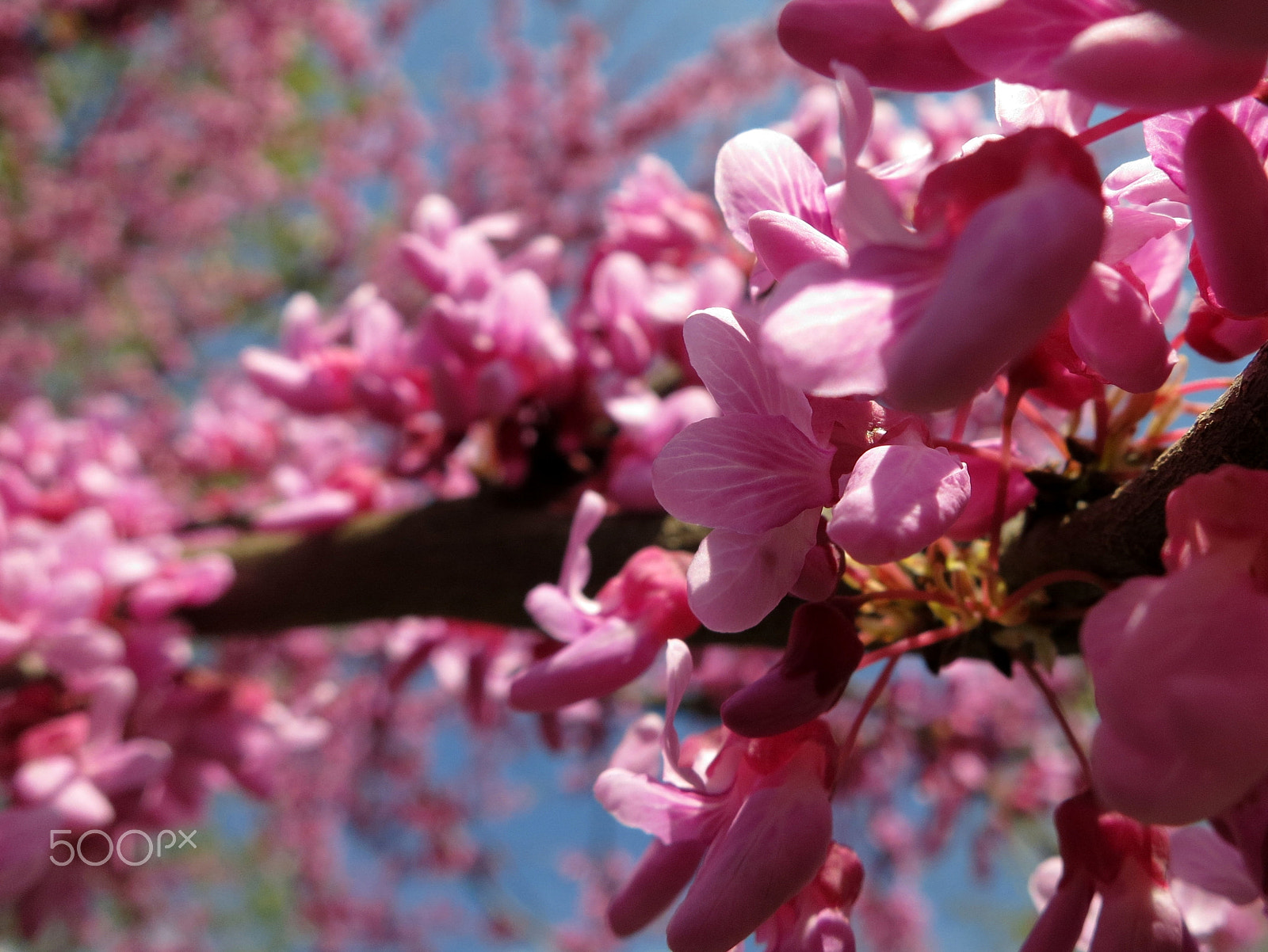 Canon PowerShot S100 sample photo. Judas tree blossom photography