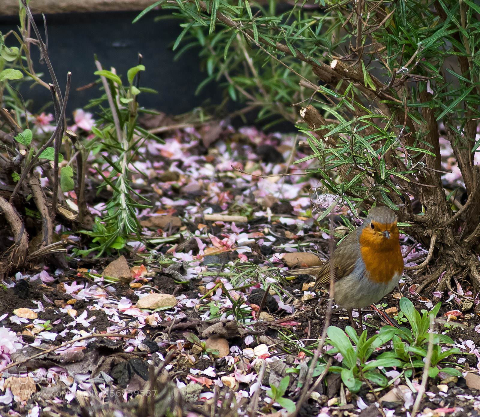 Sony Alpha DSLR-A390 sample photo. Wild birds robin photography