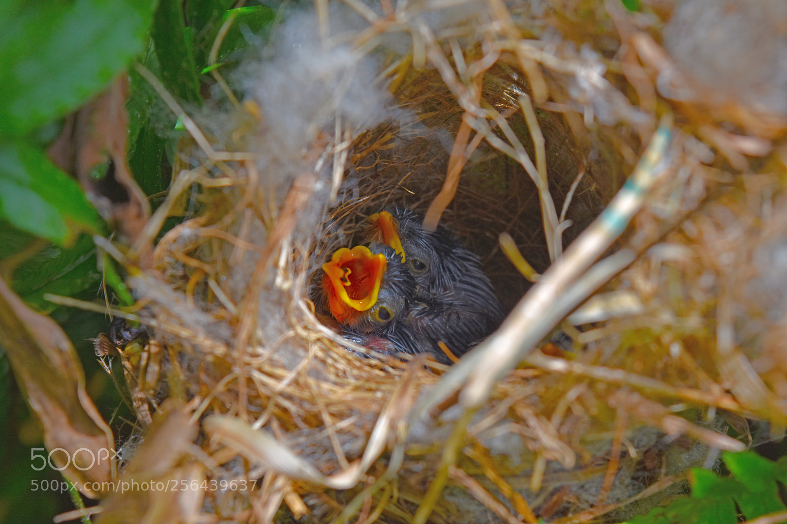 Nikon D7200 sample photo. Bird com photography