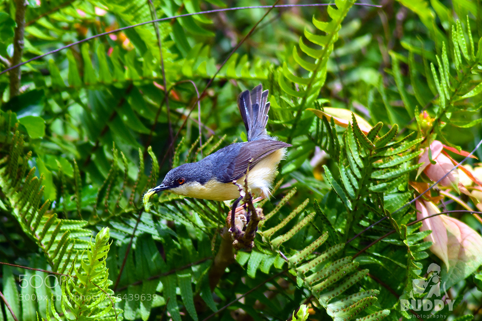 Nikon D7200 sample photo. Bird mom photography